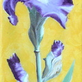 Iris violet - Huile sur toile 30x10 - 11.2012