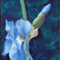 Iris bleu - Huile sur toile 30x10 - 11.2012