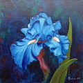Iris bleu clair - Huile sur toile 30x30 - 01.2017