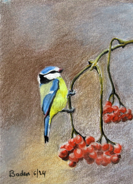 La Mésange au sorbier - Crayon-pastel 13x18 - 05.2024