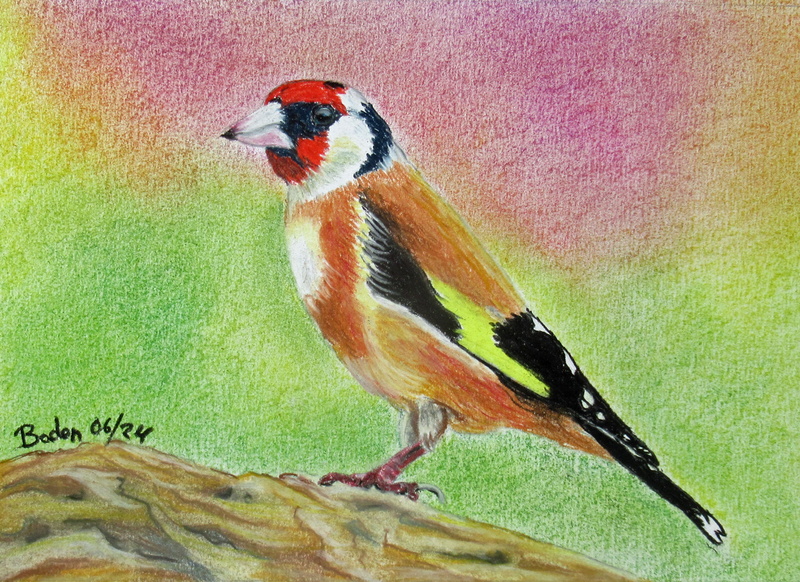 Le chardonneret - Crayon-pastel 21x15 - 06.2024