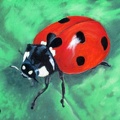 La coccinelle - Pastel 30x20 -  10.2024