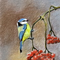 La Mésange au sorbier - Crayon-pastel 13x18 - 05.2024
